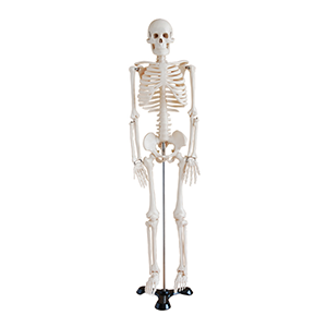 85cm human skeleton model